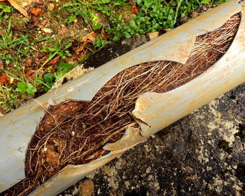 Split drainage pipe caused by ingress of tree roots Split drainage pipe caused by ingress of tree roots